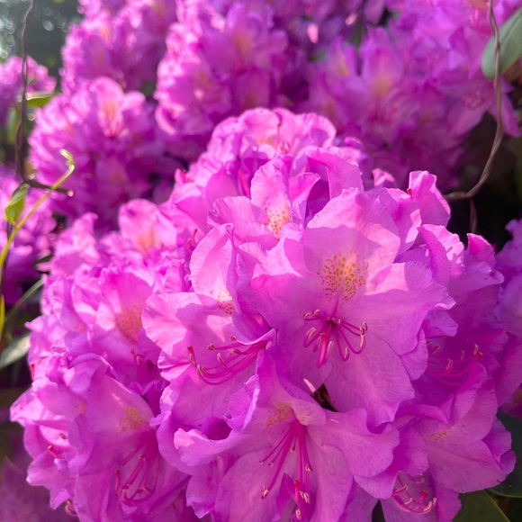 Meet your Posher, Janeen - Picture 1 of 1